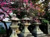 kyoto-plum-blossom-at-kitano-tenmangu-65253.jpg