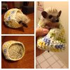 hedgehogsweater.jpg