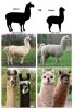 llamaoralpaca.jpg