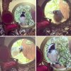 tiny-bird-friends-homes-jada-fitch-4.jpg