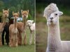 emoalpacas.jpg