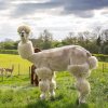 alpaca12.jpg