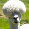 alpaca10.jpg