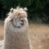 alpaca6.jpg