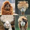 alpaca4.jpg