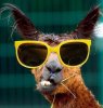 llamawithsunglasses.jpg