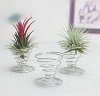 airplants.jpg