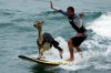 surfingllama.jpg