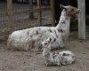 KCZoo-Baby-Llama.jpg