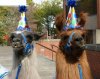 partyllamas.jpg