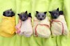 batsinblankets.jpg