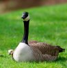 Canadian-Goose-Gosling.jpg