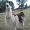 llama.jpg