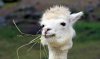 llamaeating.jpg