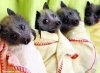 cute-bats-wrapped-up-in-blankets.jpg