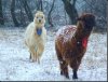 llamasinsnow.jpg