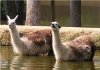 Two_llamas_going_for_a_swim.jpg