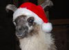 christmasllama.jpg