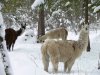 llamas-winter-walking.jpg