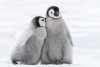 baby_penguins_cropped.jpg