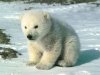 Baby-Bear-sweety-babies-9050355-1024-768.jpg