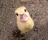 babyduck.jpg