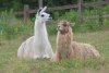 sittingllamas.jpg