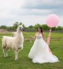 weddingllama.jpg