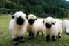 Valais-blacknose-sheep-2.jpg