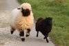 Valais-blacknose-sheep-9.jpg