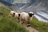 Valais-blacknose-sheep-10.jpg
