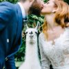 weddingllama2.jpg