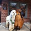 wedding-llamas5.jpg