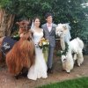 weddingllama6.jpg