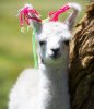 babyllama.jpg