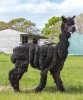 alpaca11.jpg