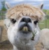 alpacawithattitude.jpg