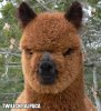 alpaca8.jpg