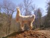 majesticllama.jpg