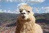 llamainperu.jpg