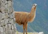 Llama-Peru.jpg