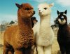 alpacas.jpg