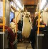 llamaonthetrain.jpg