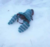 lobsterwithsweater.png