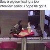 pigeinjobinterview.jpg