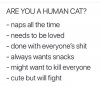 humancat.jpg