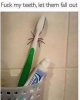 spidertoothbrush.jpg