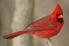 northern-cardinal-male-58a6dae73df78c345b5f3610.jpg