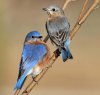 handsomebluebirds.jpg