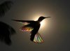 hummingbird-rainbow-photos-1.jpg